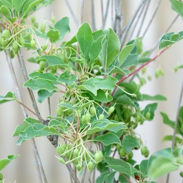 Enkianthus campanulatus Prettycoat - Andromède campanulée 