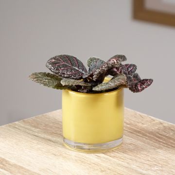 Episcia Pink Acajou