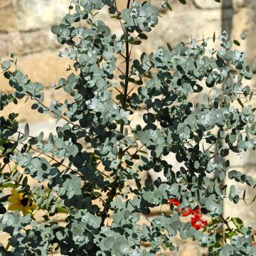 Eucalyptus gunnii Azurea - Gommier cidre