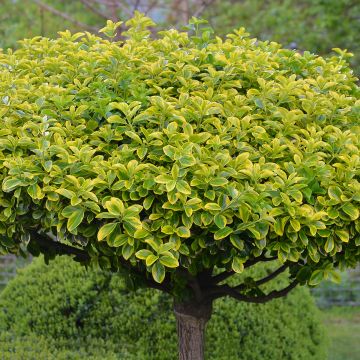 Euonymus japonicus Aureomarginatus - Fusain du Japon panaché.