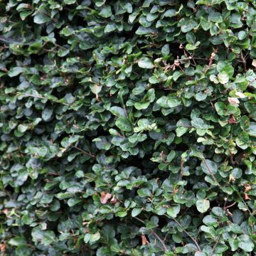 Fagus sylvatica Callista - Hêtre commun
