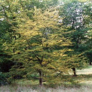 Faux Hêtre austral - Nothofagus antarctica