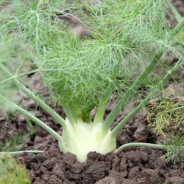 Fenouil Tauro en plants - Foeniculum dulce - Fenouil bulbeux