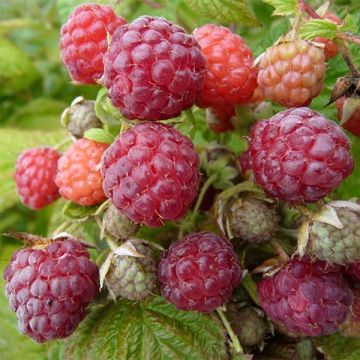 Framboisier Blissy ou Autumn Bliss (remontant) Bio