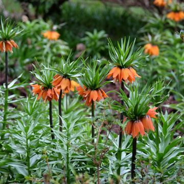 Fritillaire imperialis Striped Beauty - Couronne impériale