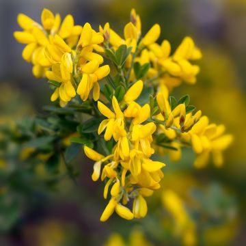 Genista Porlock - Genêt de Porlock