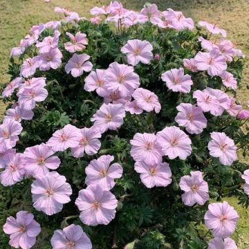 Géranium vivace sanguineum Elsbeth - Géranium vivace sanguin