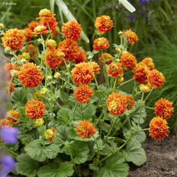 Geum Totally Tangerine - Benoîte orange vif.