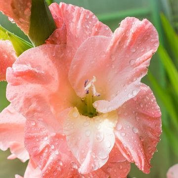 Glaïeul ou Gladiolus Break of Dawn