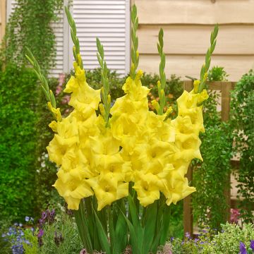 Glaïeul ou Gladiolus Break of Dawn
