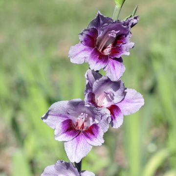 Glaïeul ou Gladiolus Break of Dawn