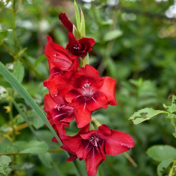 Glaïeul ou Gladiolus Break of Dawn