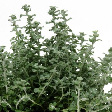 Helichrysum petiolare Silver
