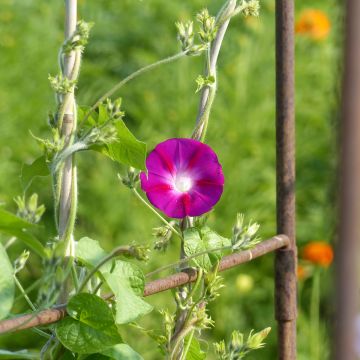 Graines d'Ipomée Heavenly Blue - Ipomoea tricolor