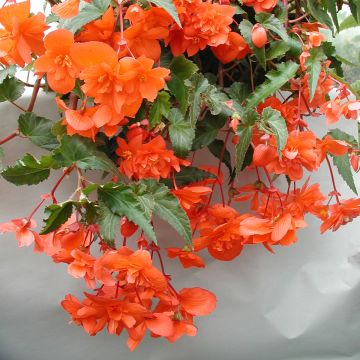 Begonia Chanson Pink & White Bicolour F1 Hybrid 