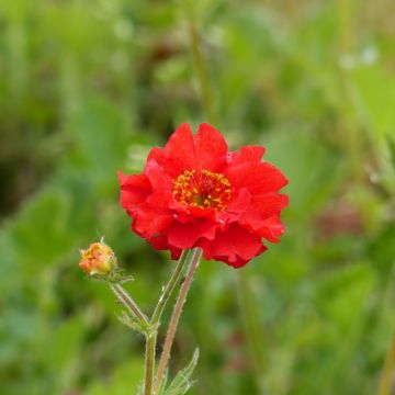 Geum Flore-Plena Blazing Sunset 