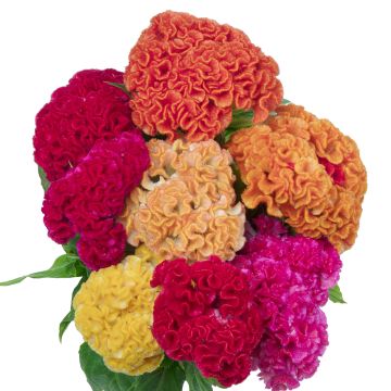 Graines de Célosie King Coral