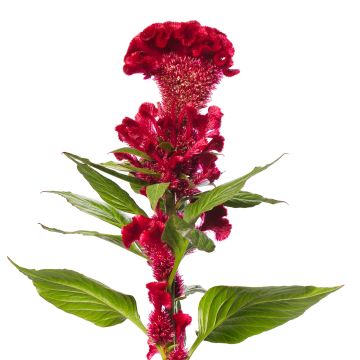 Graines de Célosie King Coral