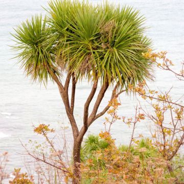 Graines de Palmier de Chine - Trachycarpus Fortunei