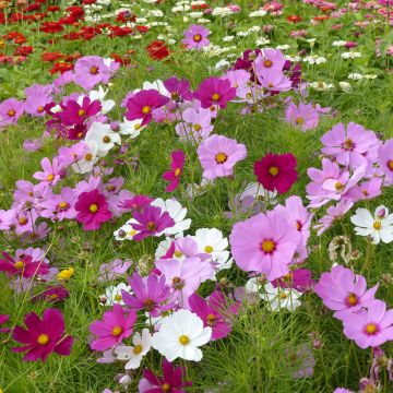 Graines de Cosmos Sensation en mélange - Cosmos bipinnatus