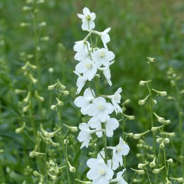 Delphinium belladonna Völkerfrieden - Pied d'Alouette vivace