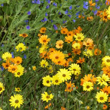 Graines d'Osteospermum Passion Mixed - Marguerite du Cap