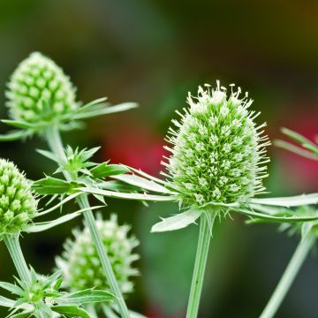 Eryngium Giganteum Miss Willmotts Ghost 