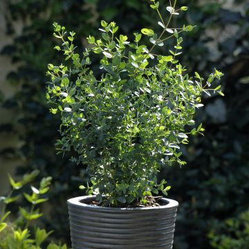Graines d'Eucalyptus parvifolia Boxwood - Eucalyptus parvula
