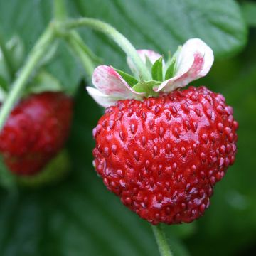 Fraisier Temptation