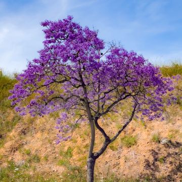 Graines de Jacaranda mimosifolia