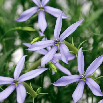 Laurentia Avant-Garde Blue F1 Hybrid 