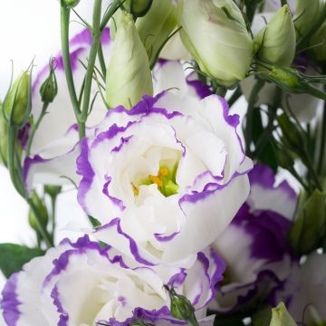Graines de Lisianthus F1 Cessna Blue Picotee III (graines enrobées)