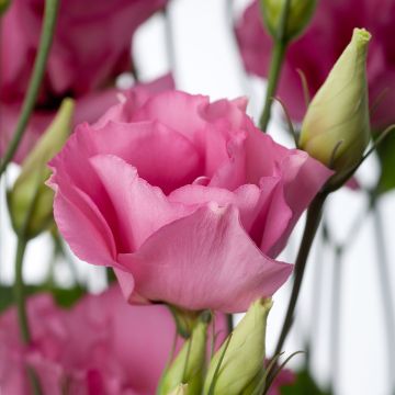 Graines de Lisianthus F1 Cessna Rose III (graines enrobées)