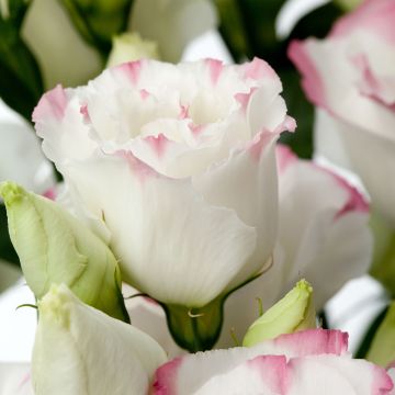 Graines de Lisianthus F1 Cessna Rose Picotee III (graines enrobées)