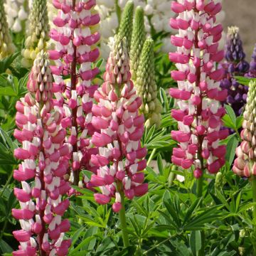 Graines de Lupin vivace Russell Hybrids The Governor - Lupin de Russel Bleu azur et blanc