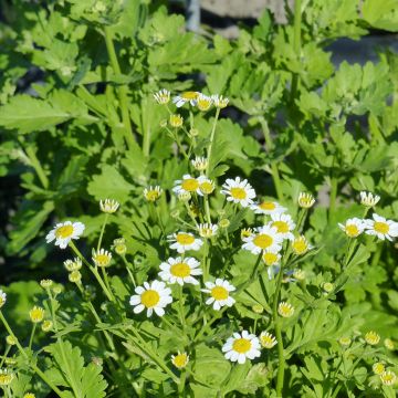 Chrysanthemum Fanfare Improved F1 Hybrid 