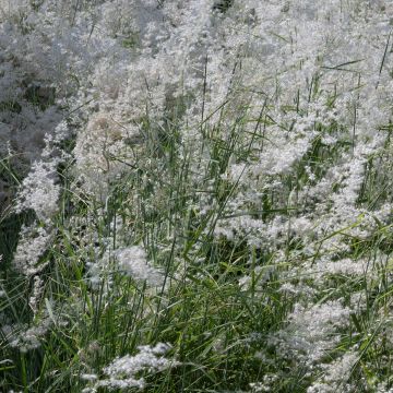 Panicum Virgatum 