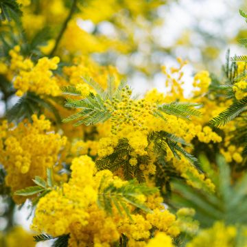 Mimosa pudica - Sensitive