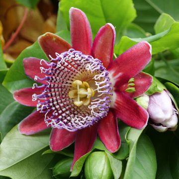 Passiflora Alata