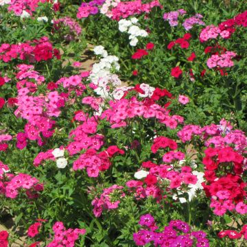 Graines de PHlox drummondii Sugar Stars - Phlox de Drummond