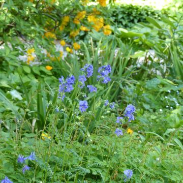 Polemonium caeruleum Lambrook Mauve - Valériane grecque