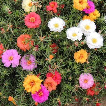 Graines de pourpier à grandes fleurs Single Ruby - Portulaca grandiflora