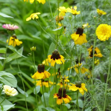 Graines de Rudbeckia Chapeau Mexicain - Rudbeckia amplexicaulis