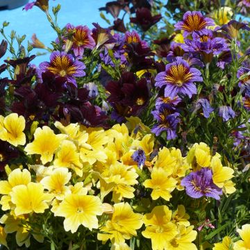 Graines de Salpiglossis Black Trumpets