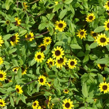 Sanvitalia Procumbens Orange Sprite 
