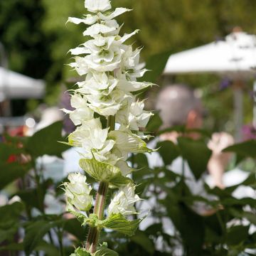 Salvia sclarea var. turkestanica - Sauge sclarée 