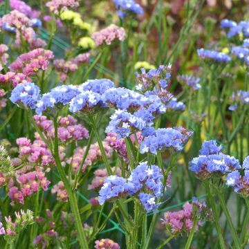 Limonium Sinuatum Forever Mixed