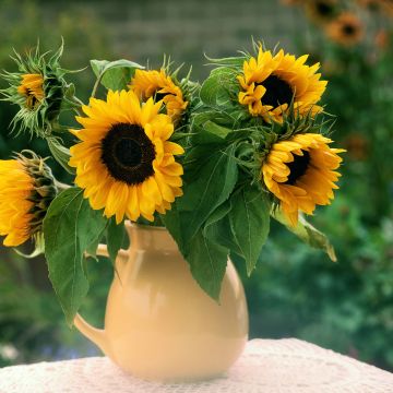 Graines de Grand Tournesol Holiday - Helianthus annuus