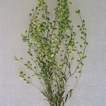 Graines de nigelle d'Orient Transformer - Nigella orientalis