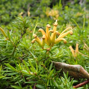 Grevillea Bronze Rambler 